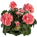 Bild von Geranium Staand P12 Dolce Vita Emma